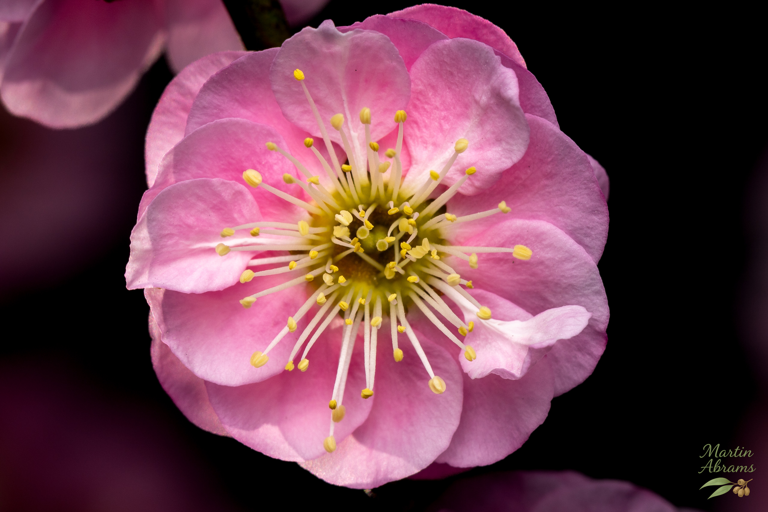 One pink plum blossom full on